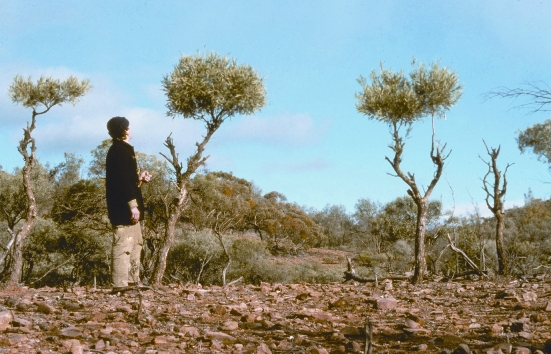Browsing damage by feral goats, source R Henzell Browsing damage by feral goats, source R Henzell
